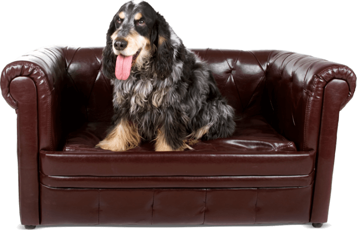 dog-sitting-on sofa